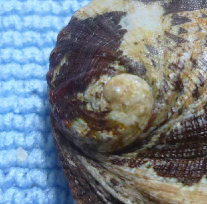 Haliotis tuberculata tuberculata o lamellosa?